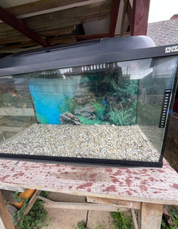 predam-akvarium-big-2