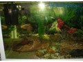 akvarium-v-rame-small-3