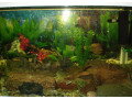 akvarium-v-rame-small-4
