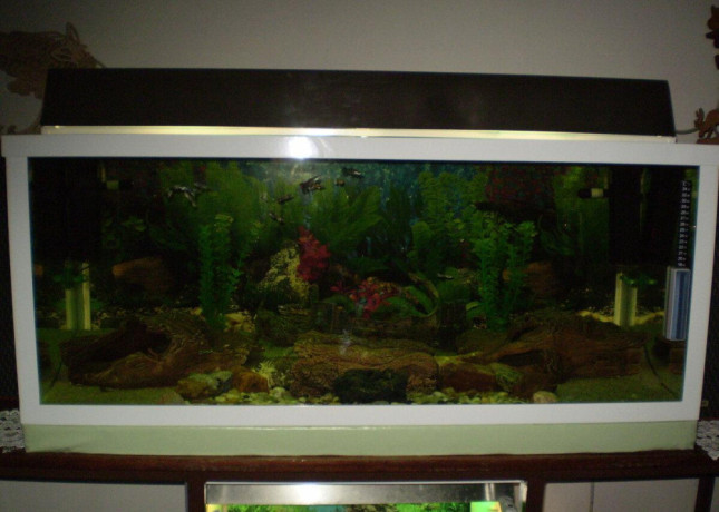 akvarium-v-rame-big-1
