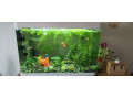 akvarium-60l-small-1