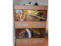 terarium-130x100x170-small-0