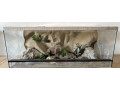 terarium-100x60x40-s-3d-stenou-small-0