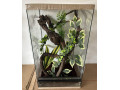 zariadene-terarium-s-vyskou-6070-a-80-cm-small-2