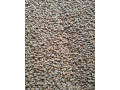 psenica-slnecnica-kukurica-hrach-soja-repka-small-1