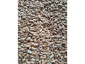 psenica-slnecnica-kukurica-hrach-soja-repka-small-0