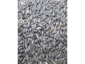 psenica-slnecnica-kukurica-hrach-soja-repka-small-3