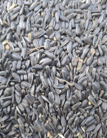 psenica-slnecnica-kukurica-hrach-soja-repka-big-3