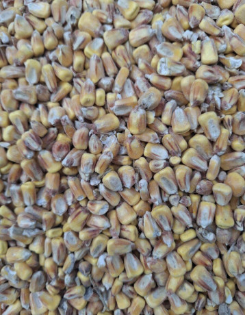 psenica-slnecnica-kukurica-hrach-soja-repka-big-4