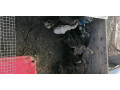 predam-indicky-bezec-small-0