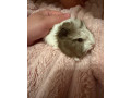 darujem-morcat-do-dobrych-ruk-small-1
