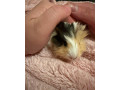 darujem-morcat-do-dobrych-ruk-small-0