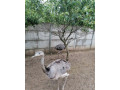 predam-rocne-pstrosy-nandu-small-4