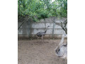 predam-rocne-pstrosy-nandu-small-3