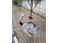 predam-rocne-pstrosy-nandu-small-1