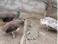 predam-pavy-small-4