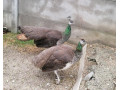 predam-pavy-small-3