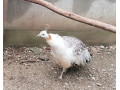 predam-pavy-small-2