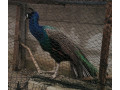 predam-pavy-small-1
