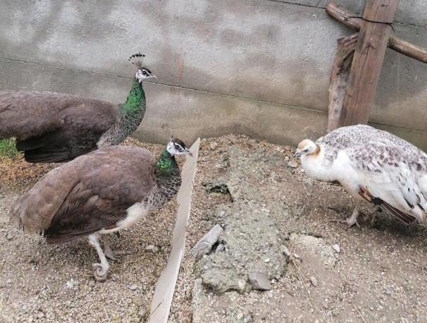 predam-pavy-big-4