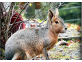 mara-stepna-small-0