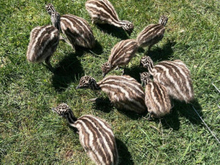emu-hnedy