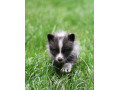 liska-strieborna-small-0