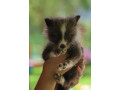 liska-strieborna-small-3