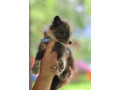 liska-strieborna-small-4