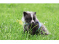 liska-strieborna-small-1