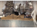 osmak-degu-small-0