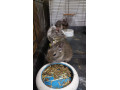 osmak-degu-small-2