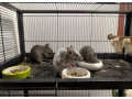 osmak-degu-small-1