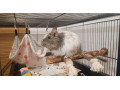osmak-degu-small-4