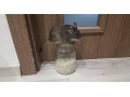 osmak-degu-small-3