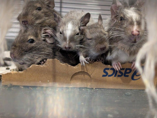osmak-degu
