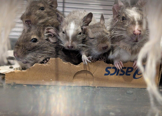 osmak-degu-big-0