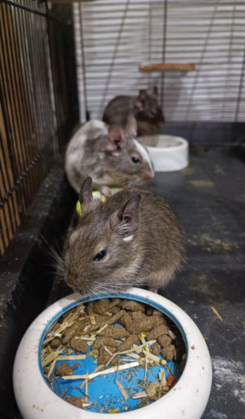osmak-degu-big-2