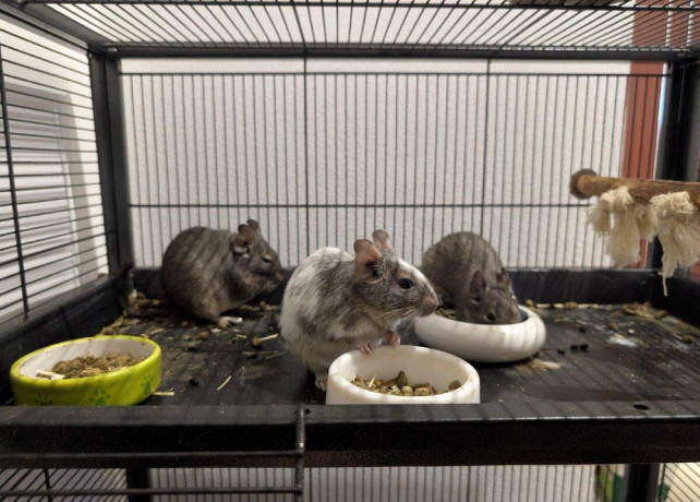 osmak-degu-big-1
