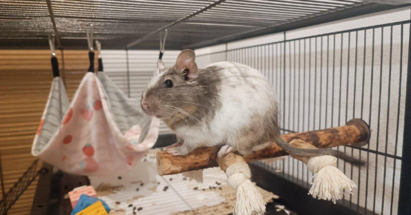 osmak-degu-big-4