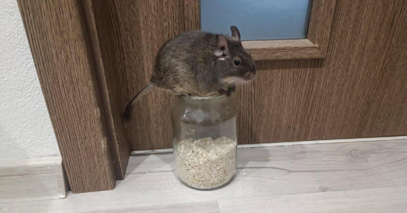 osmak-degu-big-3
