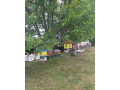 predam-vcely-small-0