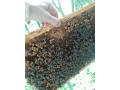 predam-vcely-odlozence-small-2