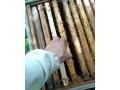 predam-vcely-odlozence-small-3
