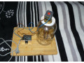 med-vceli-small-0