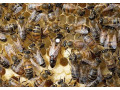 oplodnene-vcelie-matky-2026-small-0
