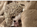 jezko-bielobruchy-small-2