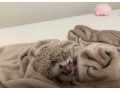 jezko-bielobruchy-small-0