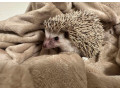jezko-bielobruchy-small-1