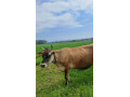 jersey-krava-small-0
